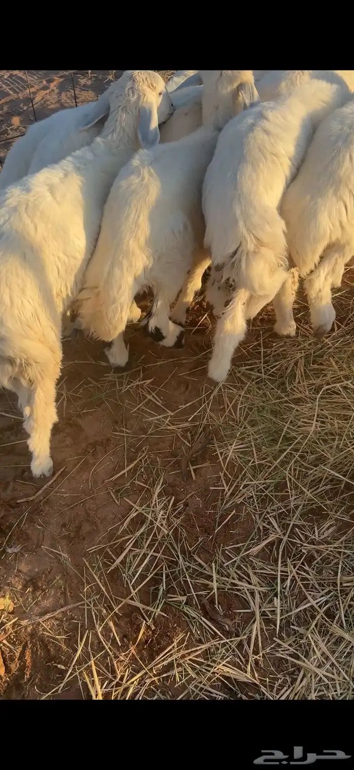 للبيع بهم حري 2