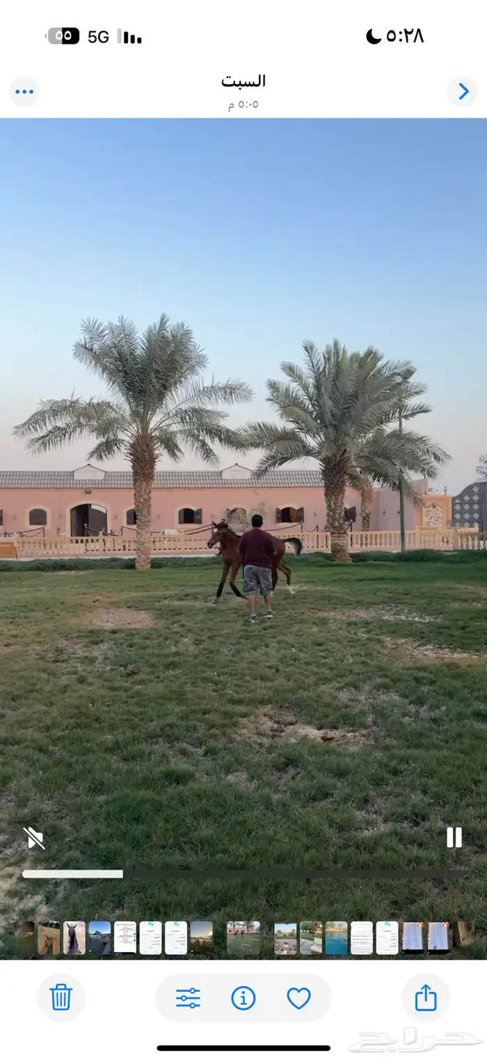 تدريب للشو وإيواءوشراء خيل بغرف مكيفة ومعزولة عزل خيلك بأمان 8