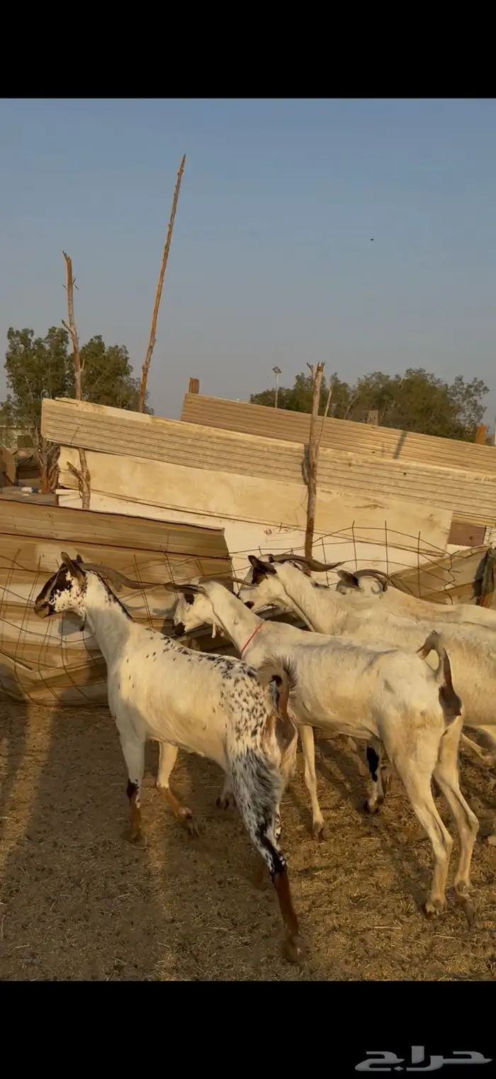 6 معزا بيشيات صنف كحل ومرخ معزا صنف الصنف الحقوو الزين 2