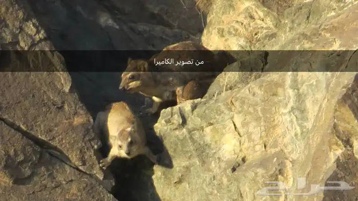 كاميرا كانون sx50 2