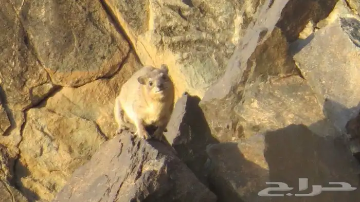 كاميرا كانون sx50 3