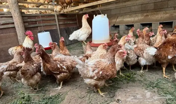 دجاج همان براون بياض 2