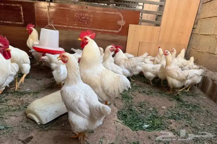 دجاج همان براون بياض 1