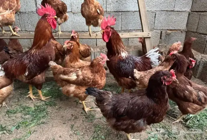 بيض مخصب براهما 2