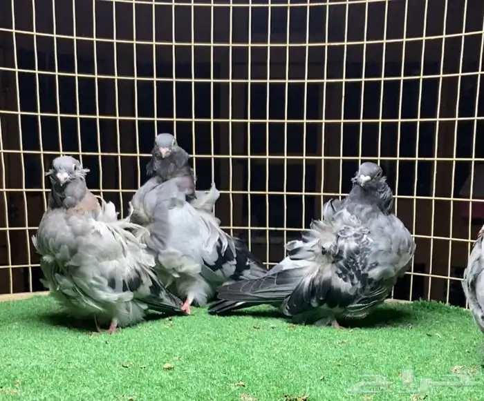 زوج كشكي بفروخه 8