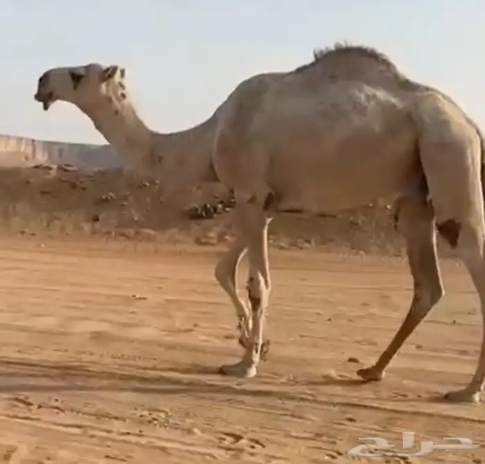 قعود رماني 1