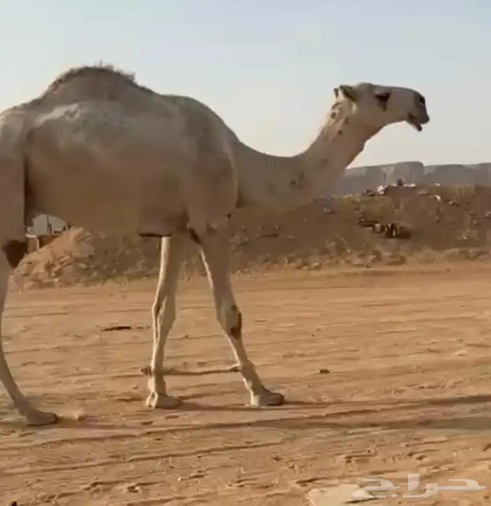 قعود رماني 2