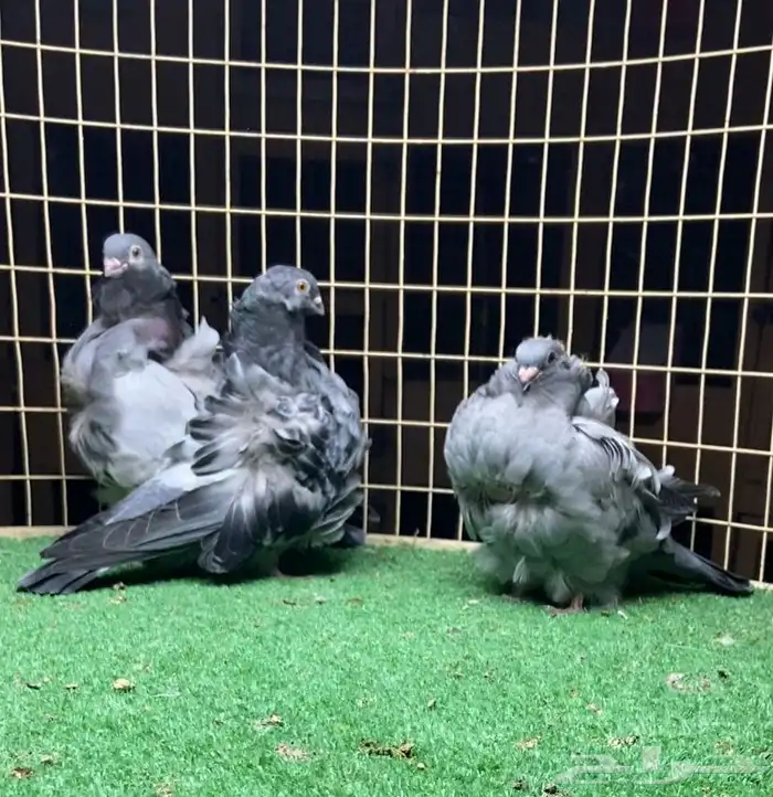 زوج كشكي بفروخه 6