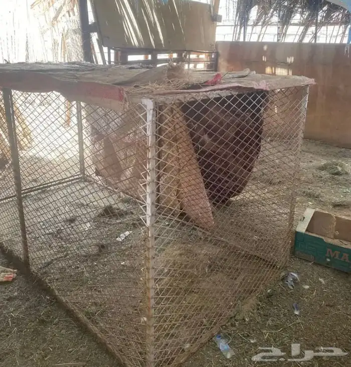 شبك جديد للبيع 2