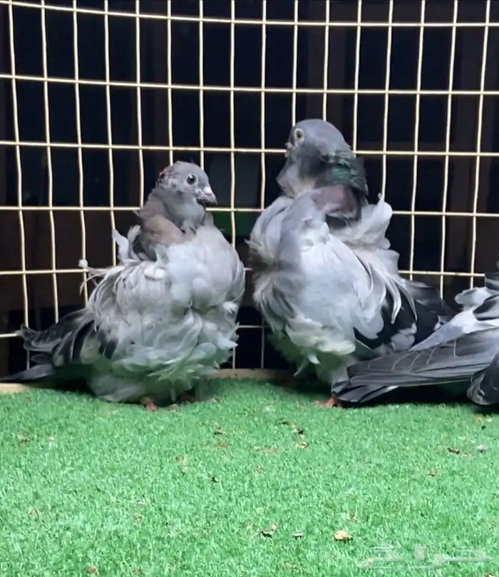 زوج كشكي بفروخه 2