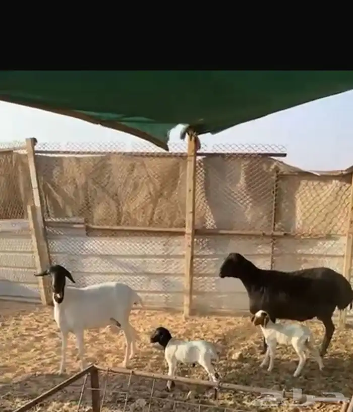 للبيع شياه برابر تامات جروم معهن خروف ورخل سلم وروم 0