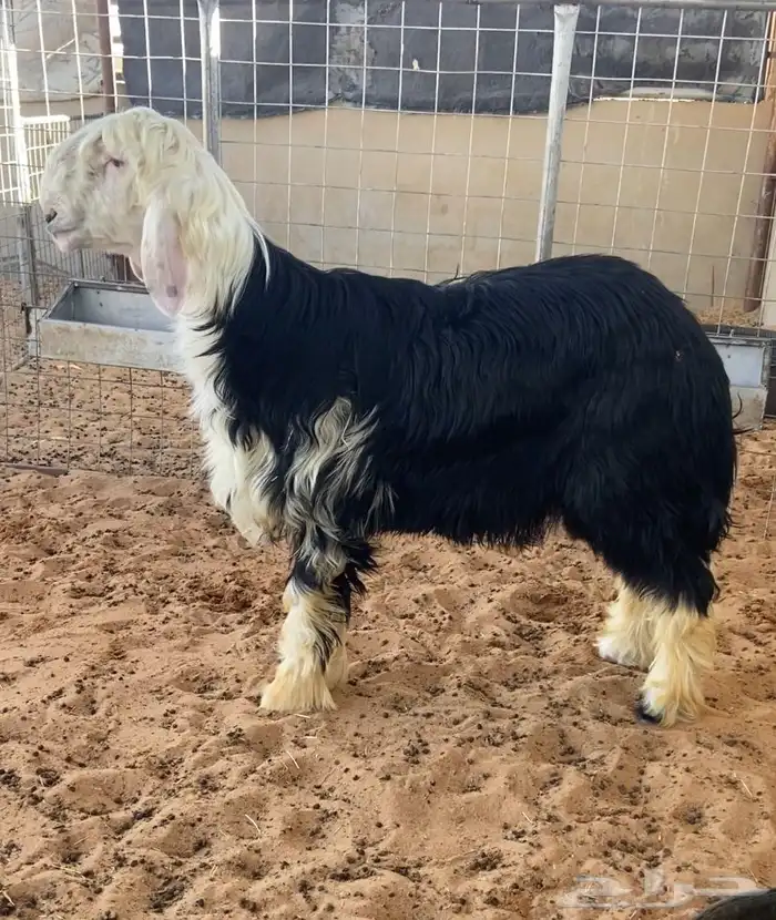 جذع نجدي فل شحم 0