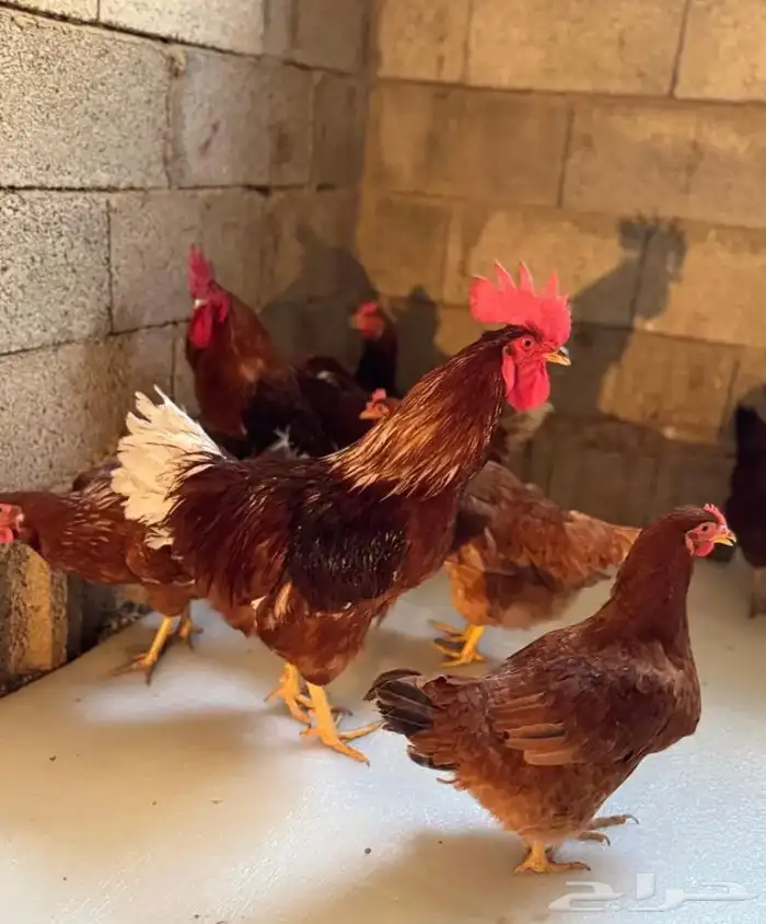 دجاج همان براون بياض 0