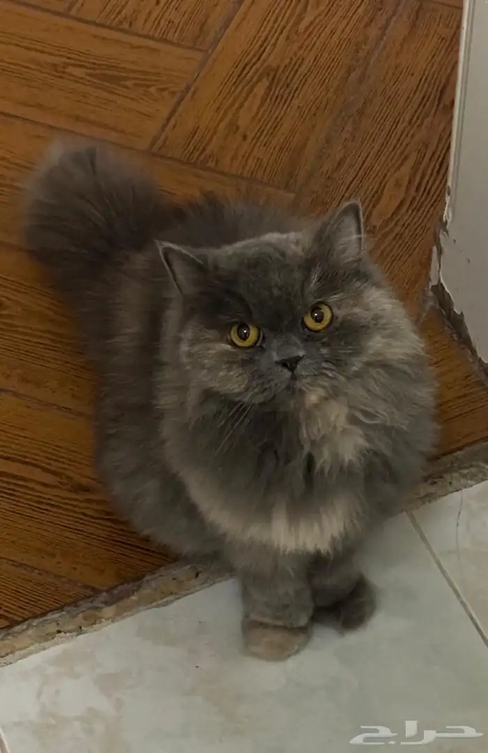 قط شيرازي للبيع (أنثى) 0