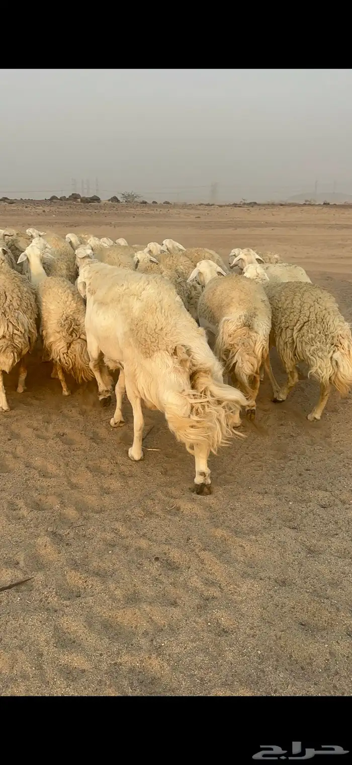 غنم حرية رخال مراح واحد وسم واحد 47 تحتها 1 10