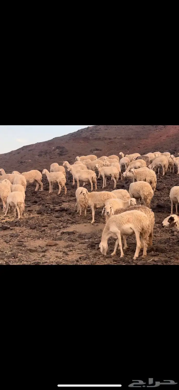 مراح حرش رخال تم البيع 0