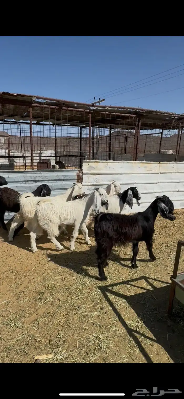 جفار عوارض صنف الحد 1200 الي شرا الله يبارك له 2