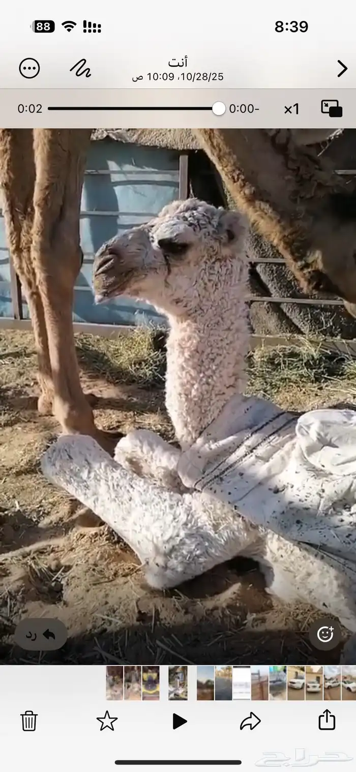 للبيع بكره بنت لقحه. باتليه 3