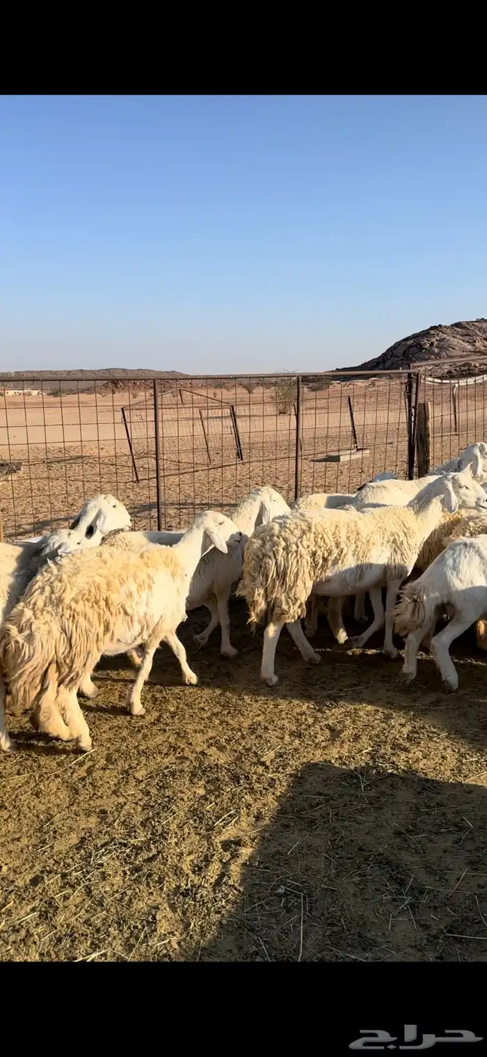 غنم حريات حرش 0