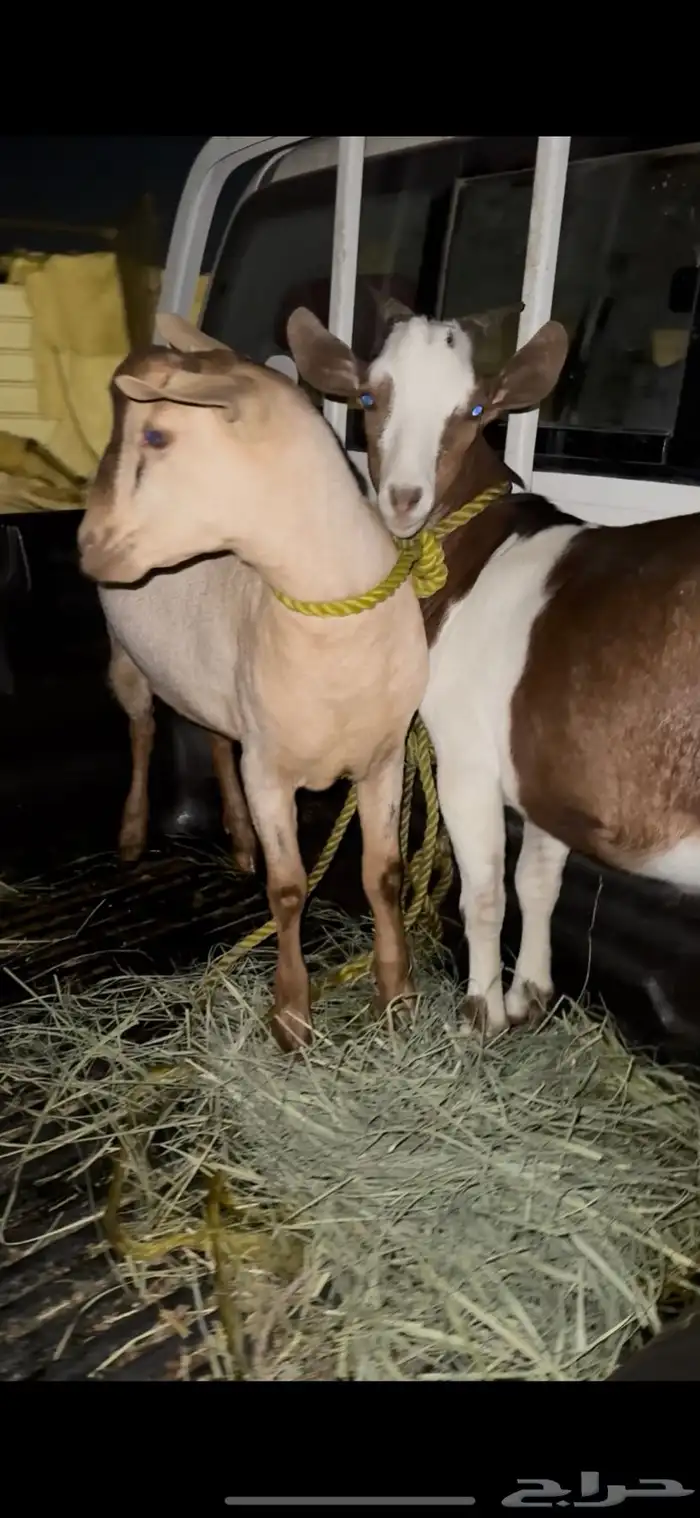 تيوس كفو فل شحم جذعان 2