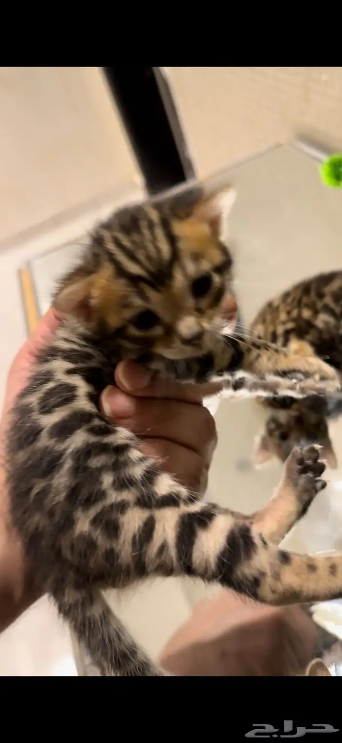 قطط بنغال براون مستويات قوية متبقي ذكر وانثى 3