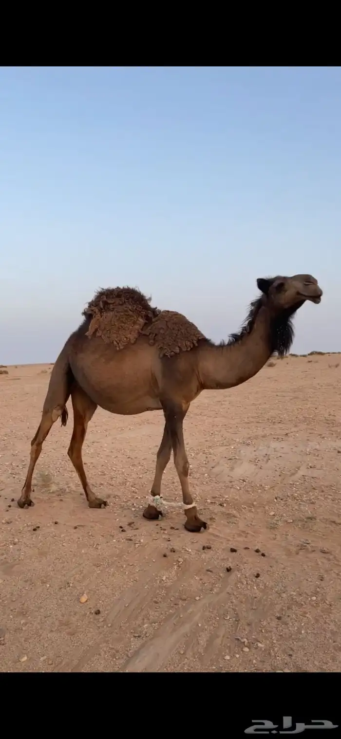 بكره صفرا طيبه هديه فالحلب وطيبه بالحيل 7