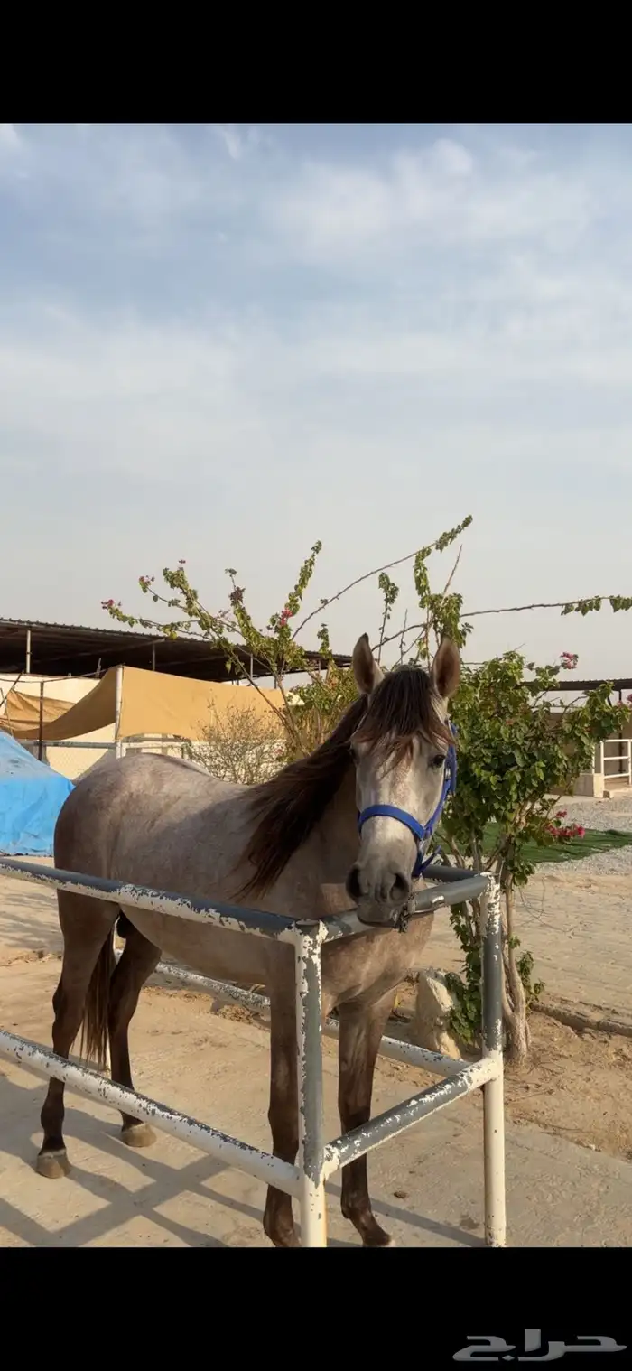 للبيع حصان 4