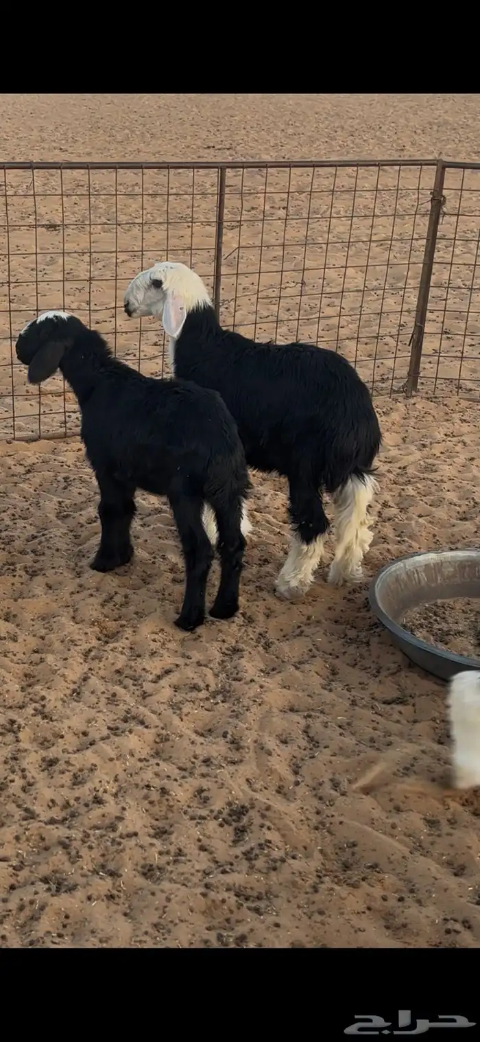 بهم نجد ثمان خرفان وسبع رخال  .عمارهن ثلاث شهور 6