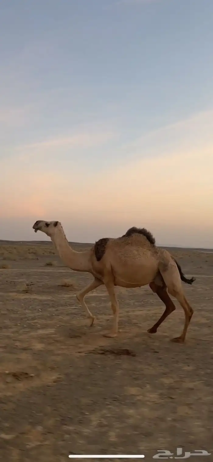 ناقه خلفه عليه قعود رماني 3