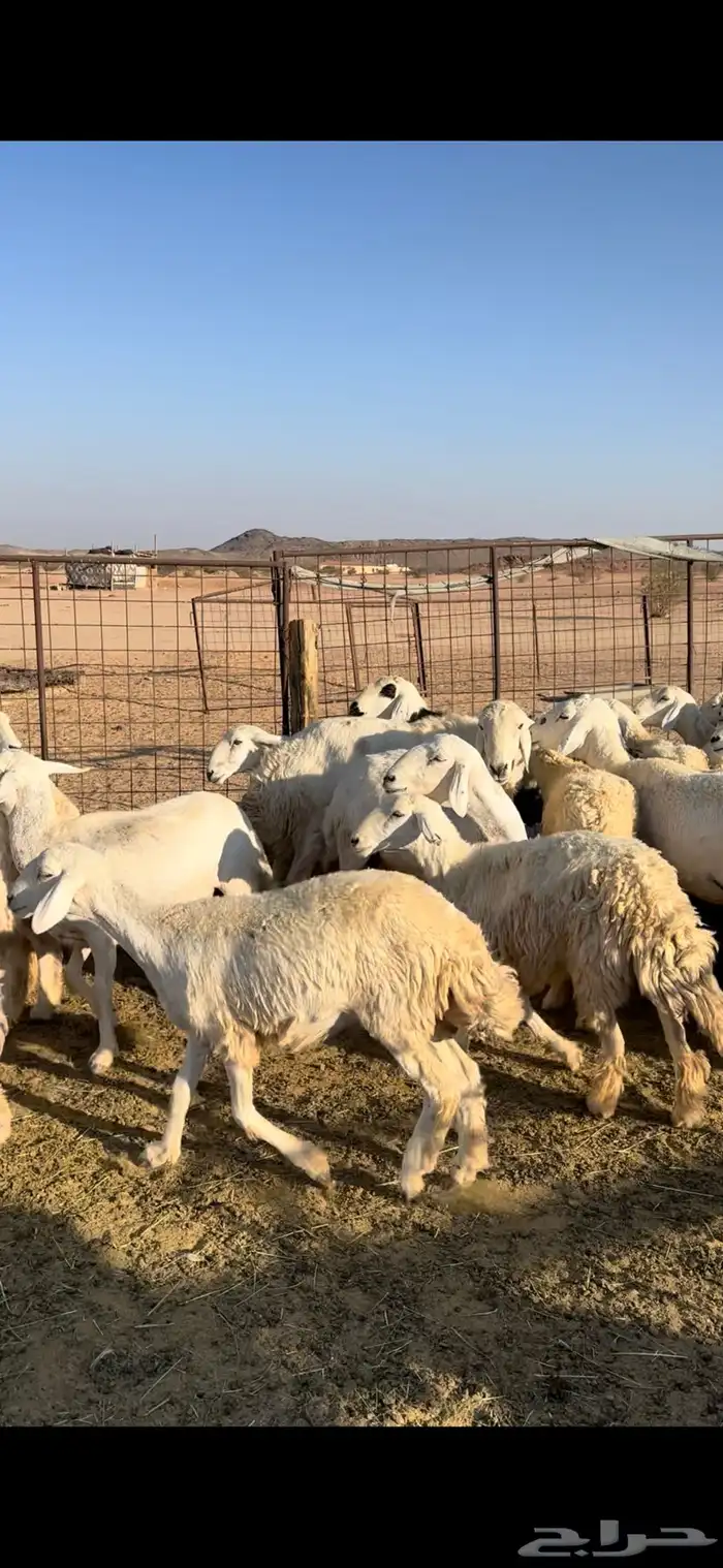 غنم حريات حرش 1