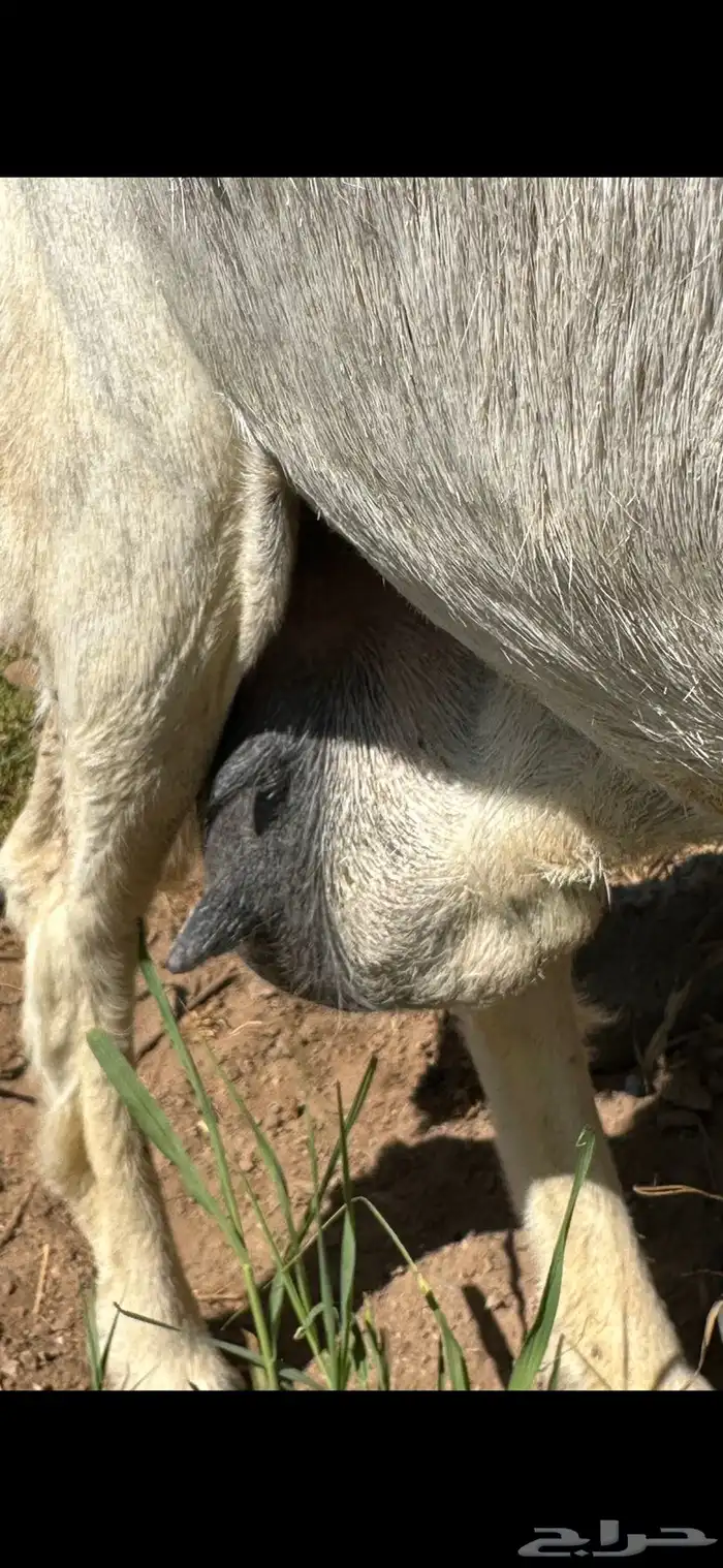 نعجه حريه والد توم 2