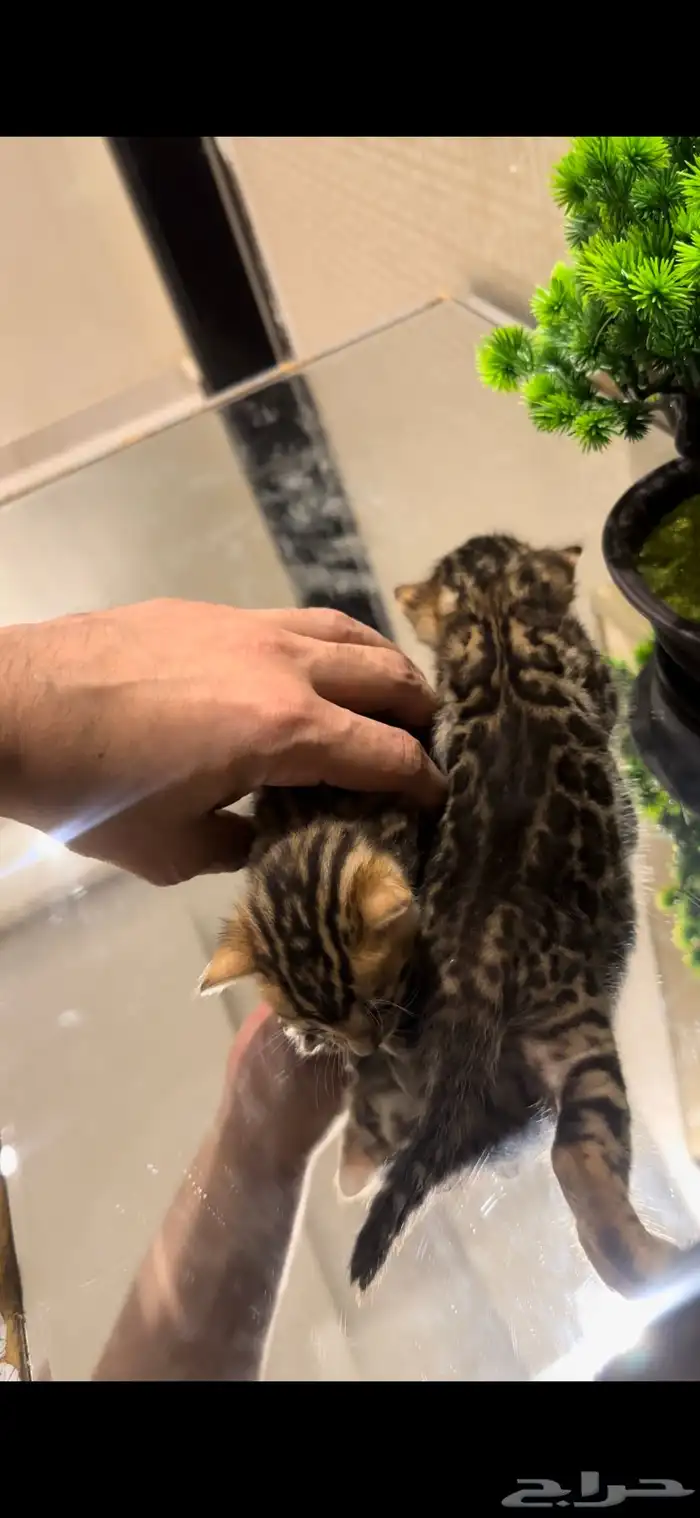 قطط بنغال براون مستويات قوية متبقي ذكر وانثى 4