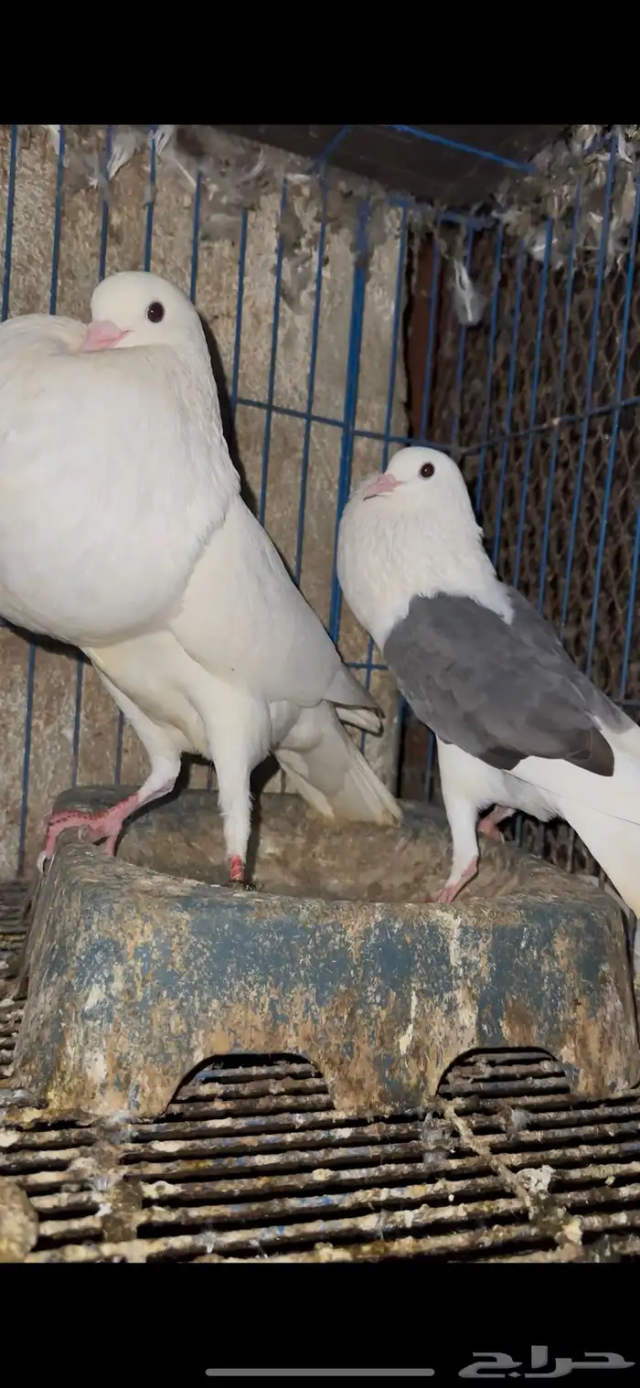 حمام زينه 22