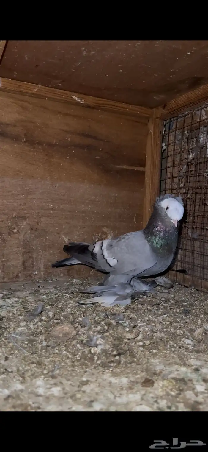 حمام زينه 27