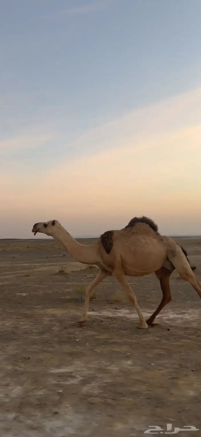 ناقه خلفه عليه قعود رماني 1