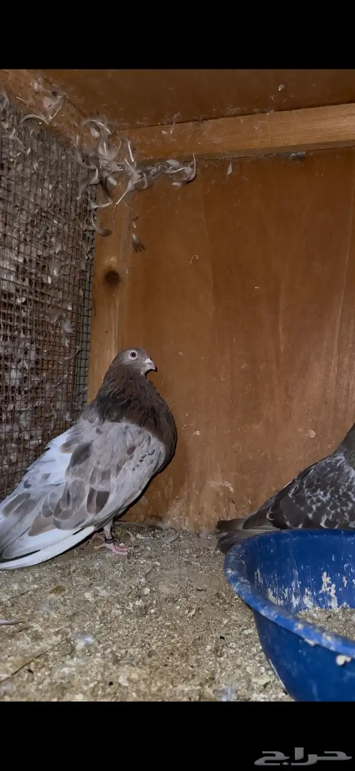 حمام زينه 16