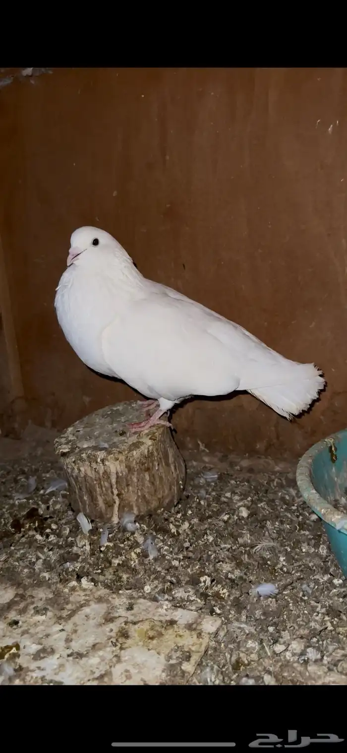 حمام زينه 24