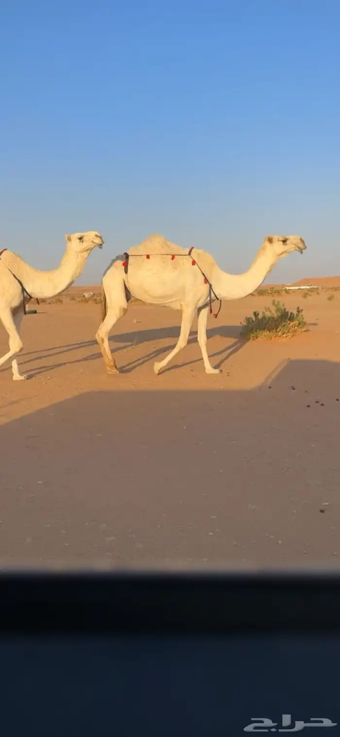 ضروبه وضحا 0