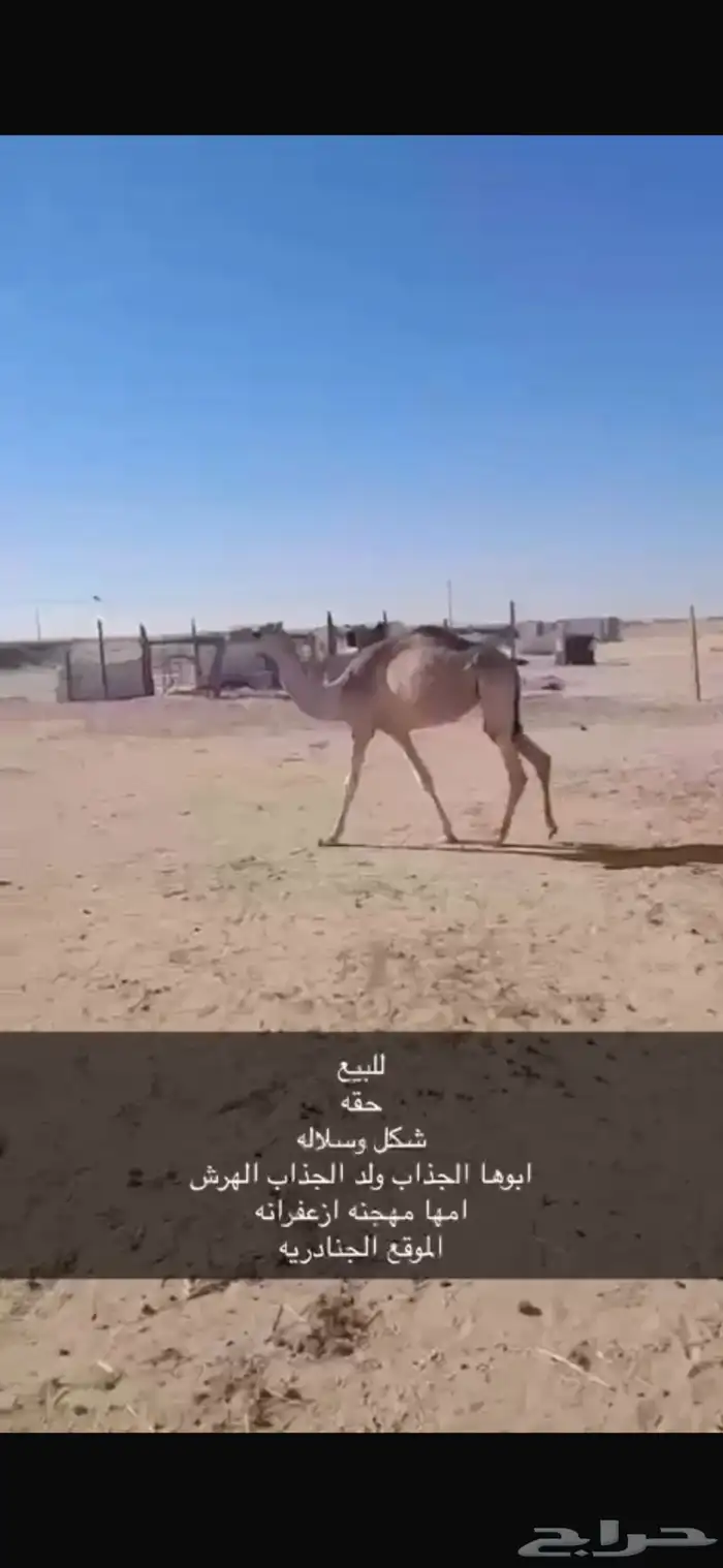 بكره حقه لبيع الفديو الي يبيه يرسلي خاص 0