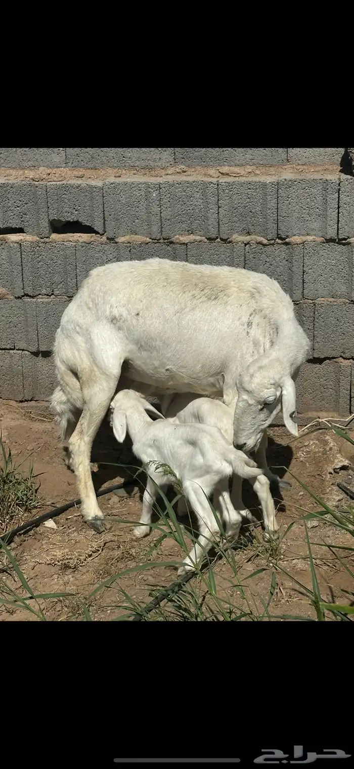 نعجه حريه والد توم 0