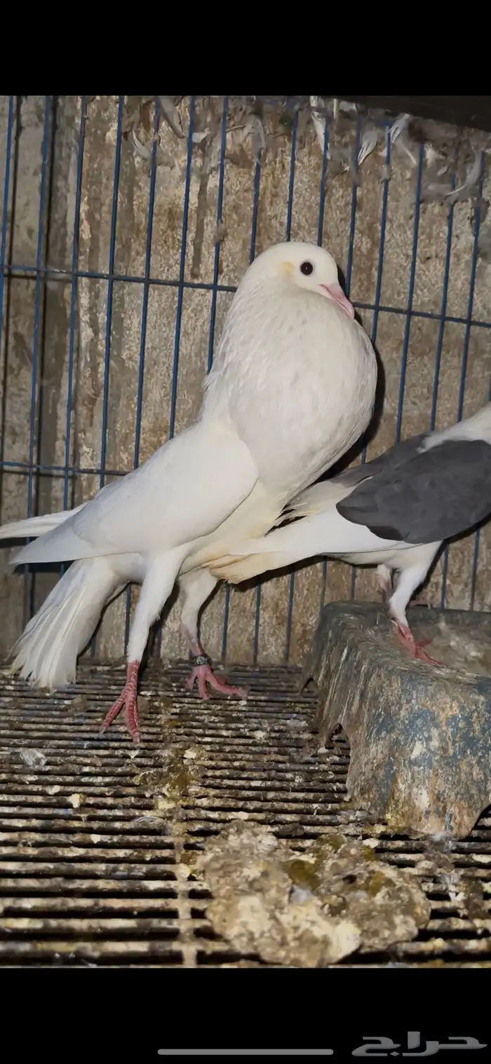 حمام زينه 31