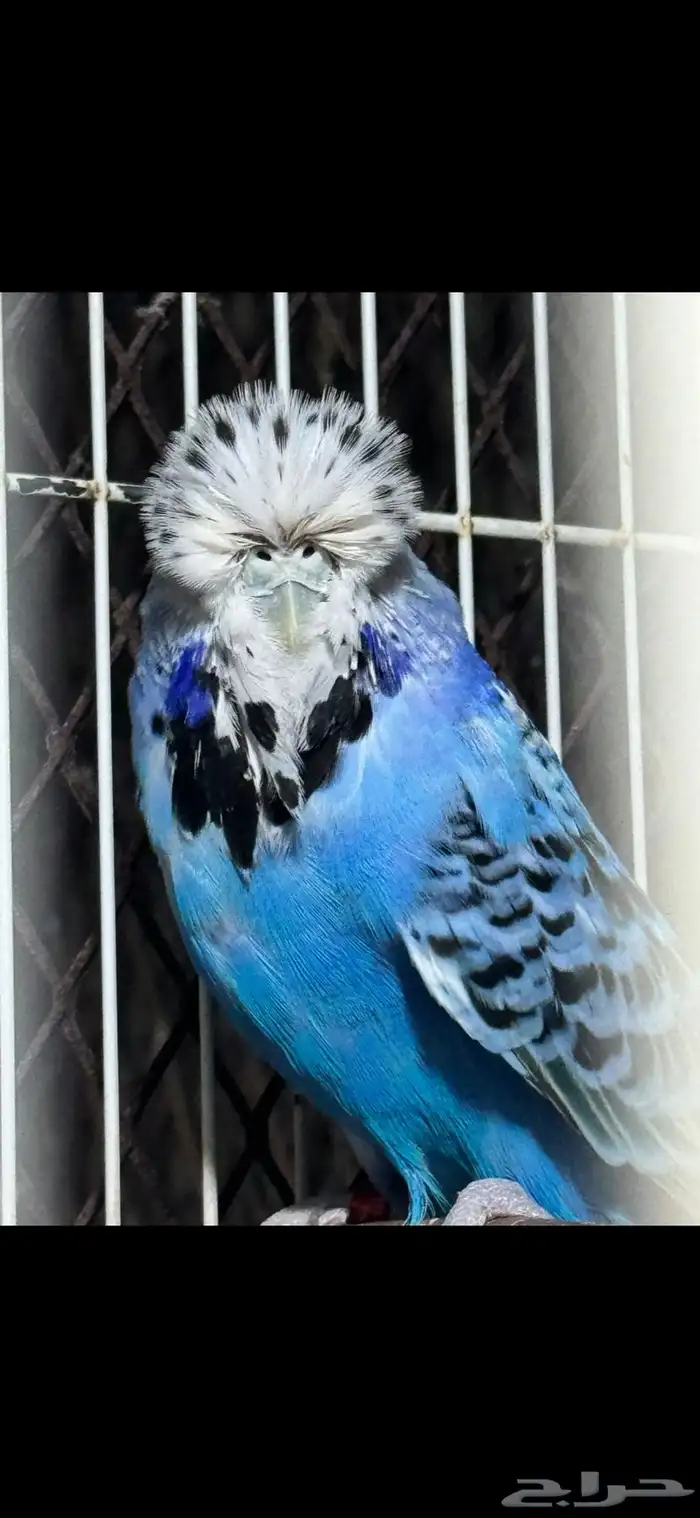 انثى بادجي انجليزي 2