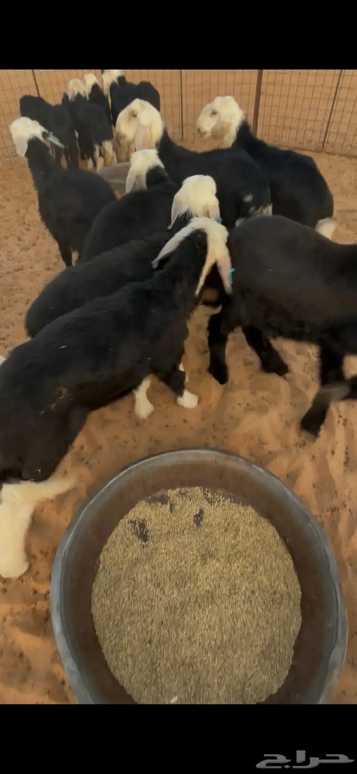 بهم نجد ثمان خرفان وسبع رخال  .عمارهن ثلاث شهور 4