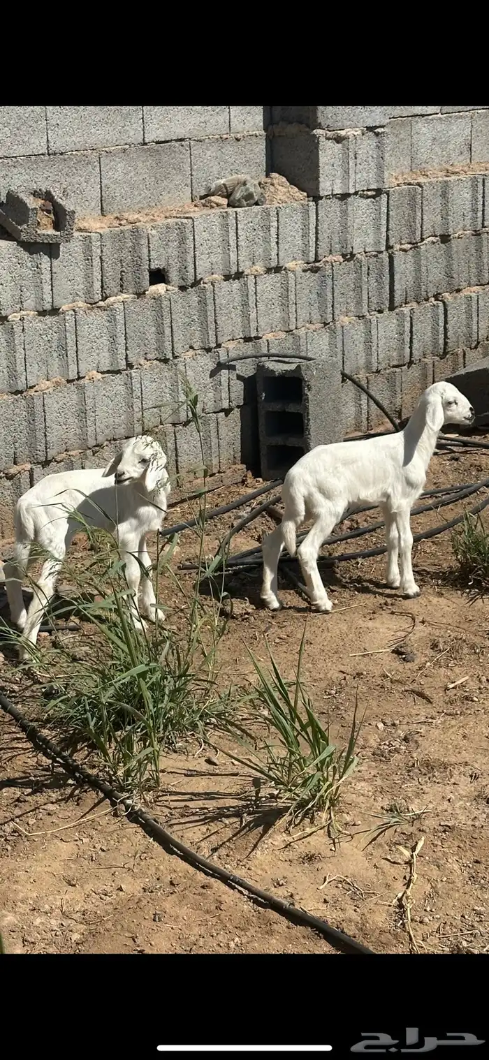 نعجه حريه والد توم 1