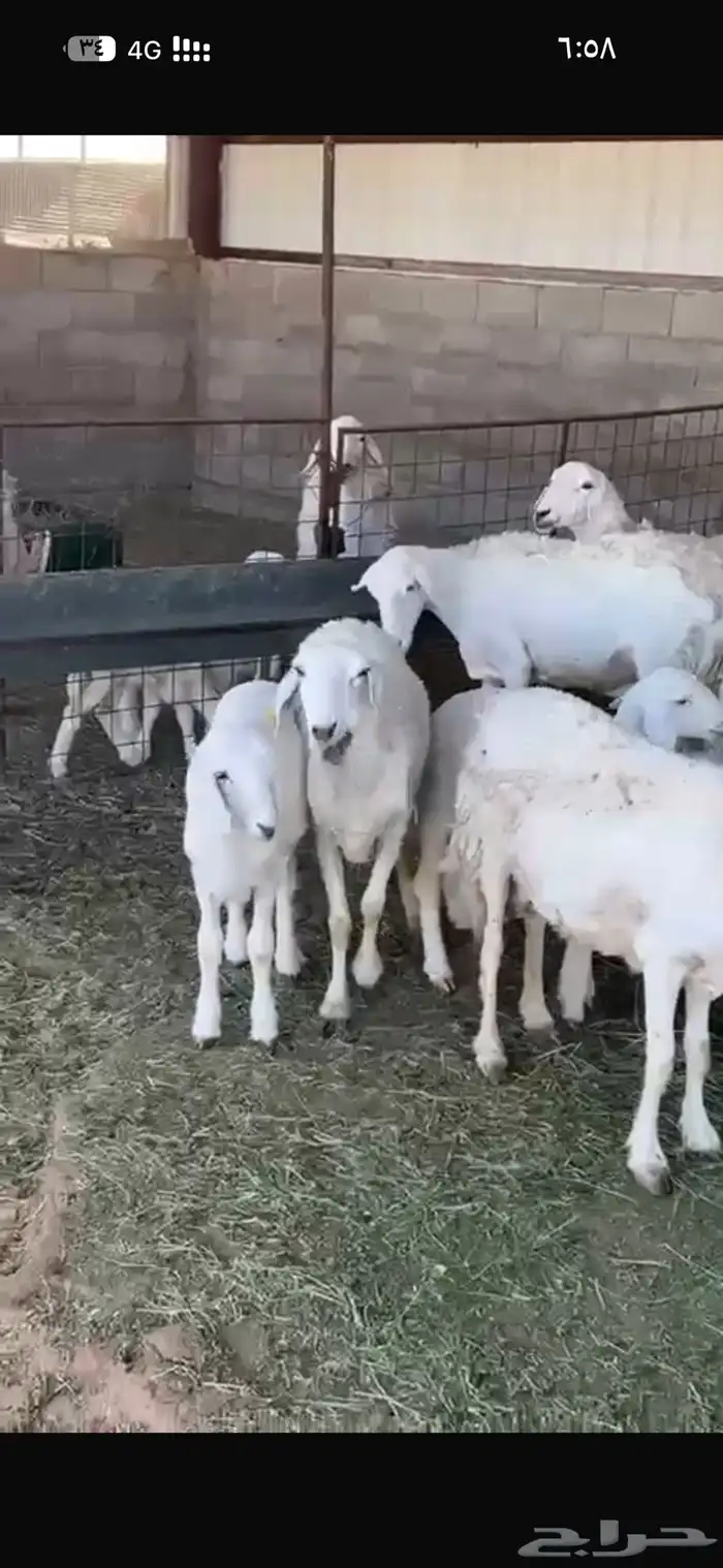 غنم حريات مواليد طيبه 1