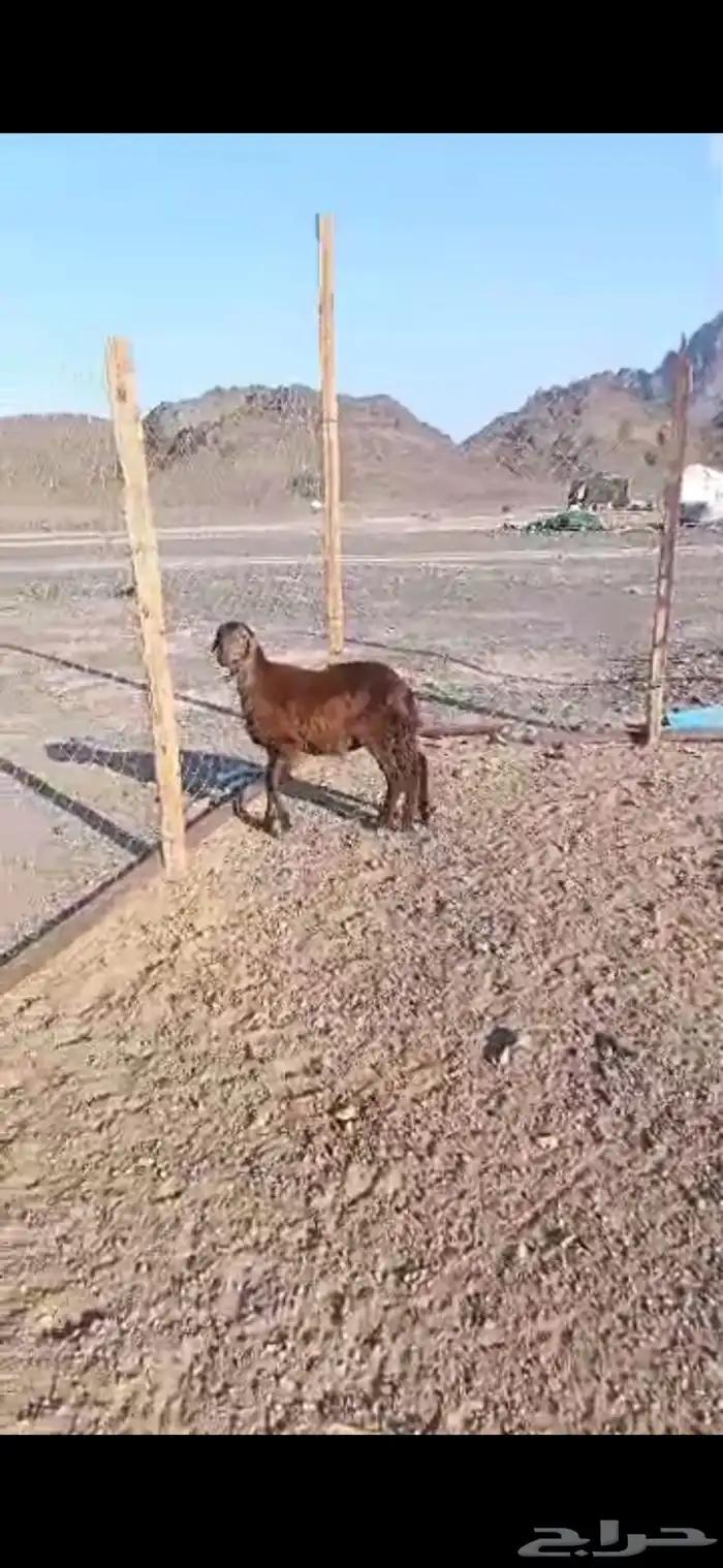 طلى ساكني اربع اشهور ونص أرض السديري 1