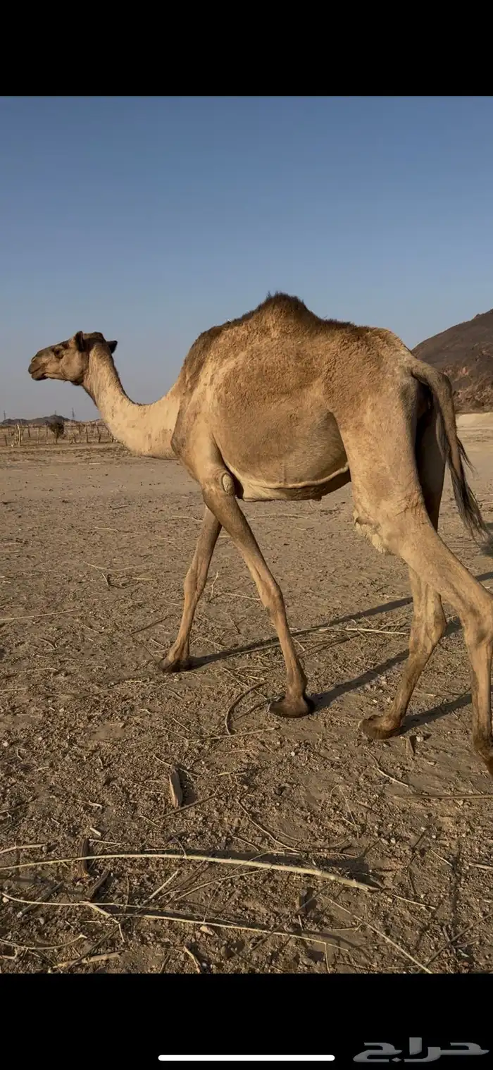 ابل قصب ولا قنا 1