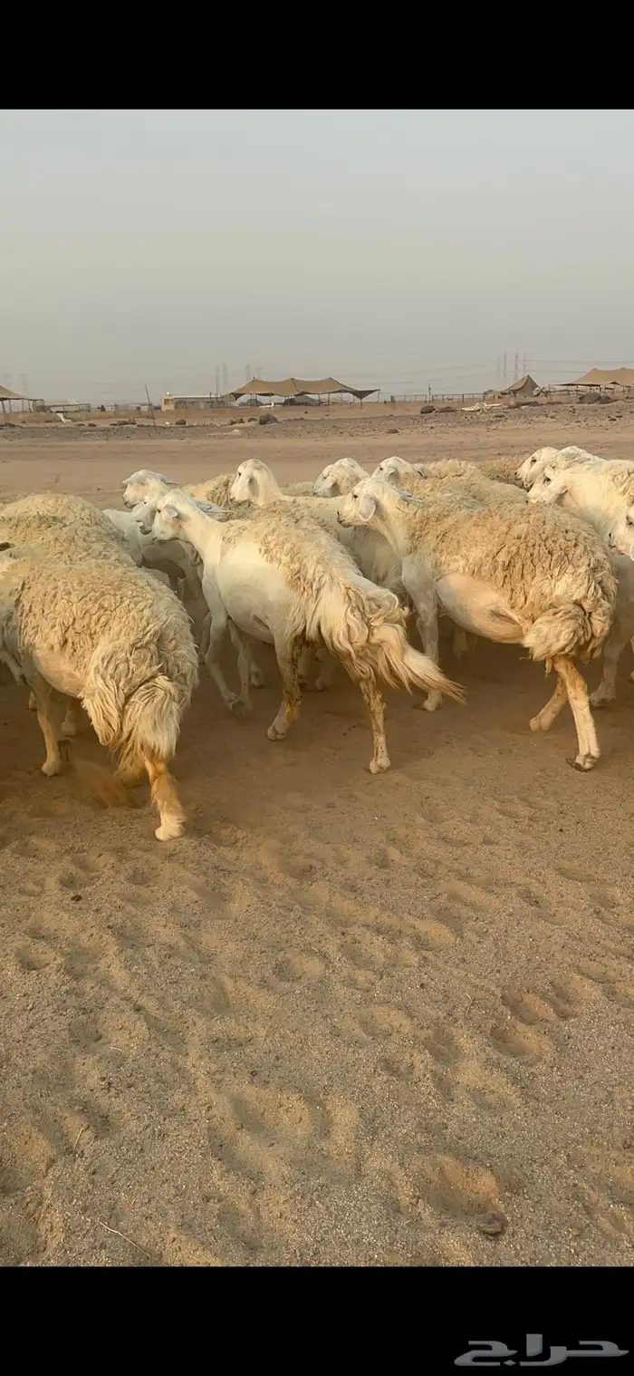 غنم حرية رخال مراح واحد وسم واحد 47 تحتها 1 19