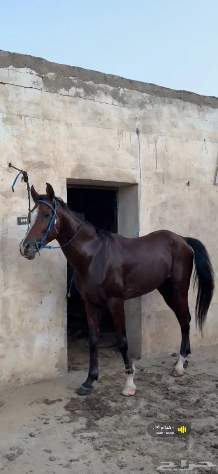 حصان للبيع . 1