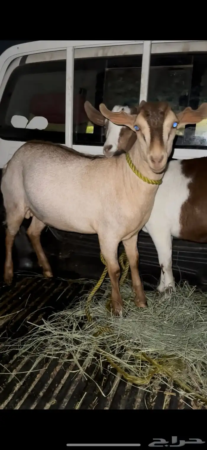 تيوس كفو فل شحم جذعان 0